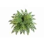 Athyrium Varen bush x 45